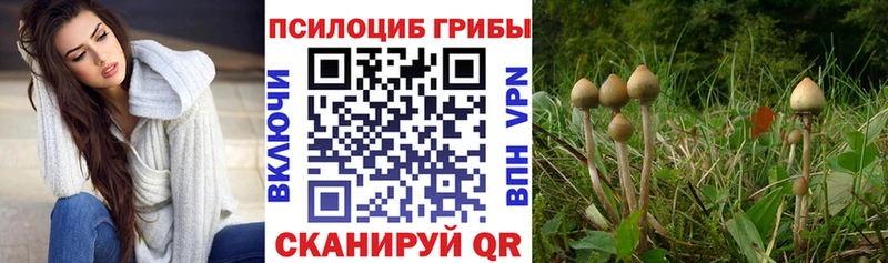 где найти наркотики Братск Псилоцибиновые грибы Psilocybine cubensis