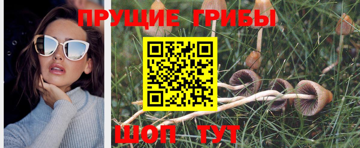 Псилоцибиновые грибы Psilocybe Братск